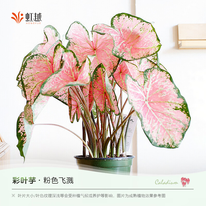 虹越 DH彩叶芋 粉色飞溅 150#盆栽