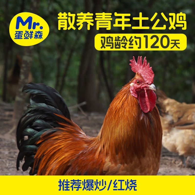 蛋鲜森 散养青年土公鸡