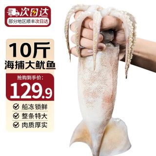 乐生海新鲜整只大鱿鱼 鱿鱼须二本足 特大野生鱿鱼批发商用烧烤火锅生鲜 大鱿鱼 10斤(净重)  4-8条