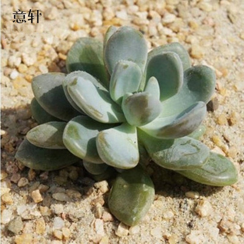 意轩 冬美人 单株 多肉植物