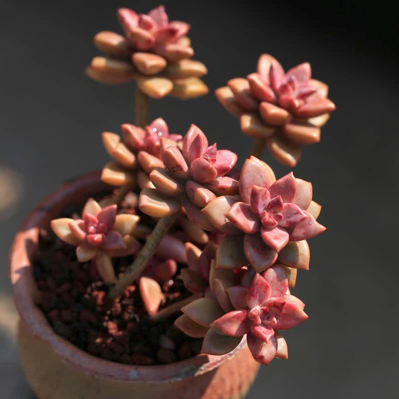 魔月 姬胧月 散群老桩约5头 多肉植物