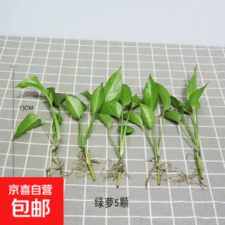 京喜 绿萝裸根苗 整体含盆高度20-25cm