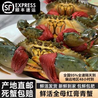 老蟹将 国产鲜活特大红膏蟹 3斤（4-6只）