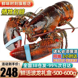 鲜味时刻 波士顿龙虾鲜活大龙虾特大波龙奥龙加拿大澳洲海鲜小青龙 500-600g/只