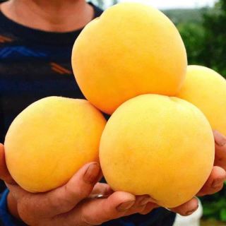 今日必买：顺丰 山东 特大果 蒙阴黄桃 黄金油桃 净重2.25斤（5-7个）