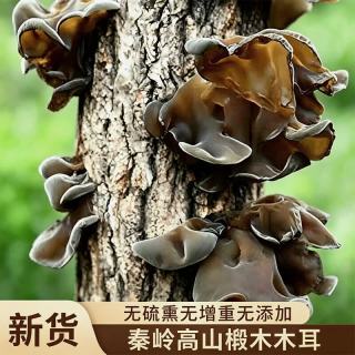 菌裕 秦岭黑木耳500g