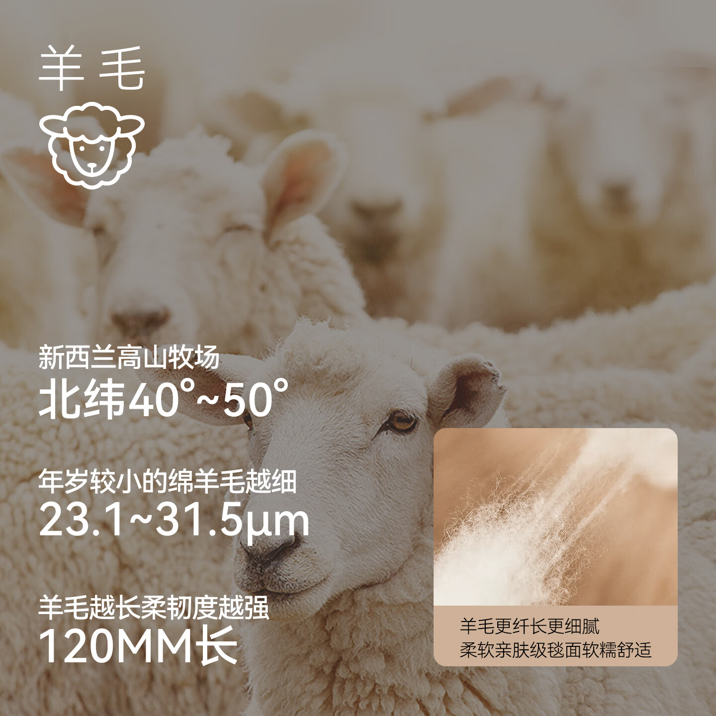 金蝉 新西兰羊毛 抗菌可机洗 300cm*400cm 地毯