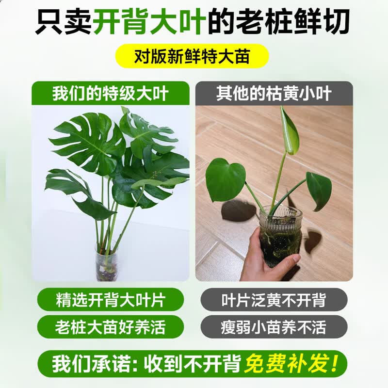 临雅 水培龟背竹 80-100cm 1棵 盆栽
