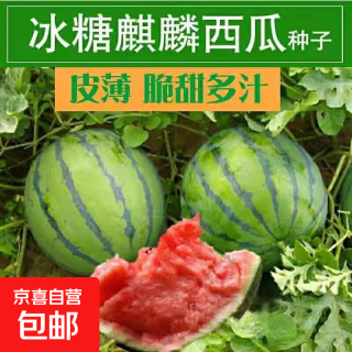 京喜自营-专用品牌 西瓜种子西瓜阳台盆栽农家田园瓜种大全各种各样 冰糖麒麟西瓜种子1包约50粒