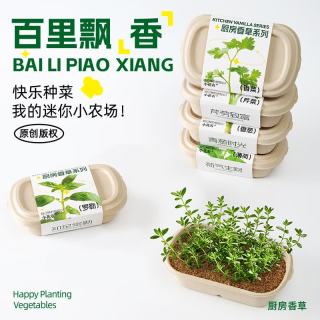 小花农 儿童蔬菜花果生长观察实验套装玩具 薄荷