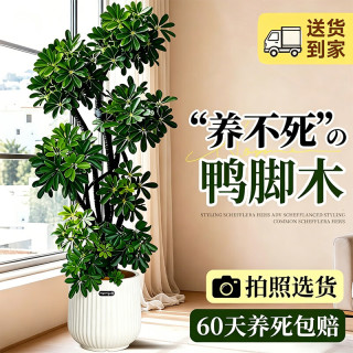 静黛轩 造型 鸭脚木盆栽 1.6-1.8米 米白聚宝盆