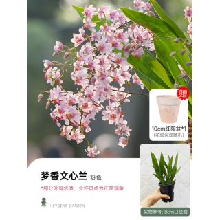 海蒂的花园 梦香文心兰 粉色 8cm盆 盆栽