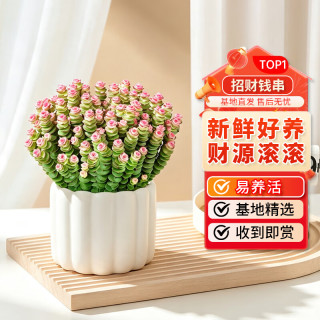 京喜 南耘叙招财多肉植物钱串子室内盆栽花卉绿植旺宅钱多多大颗四季好养 钱串20-30头+简易塑料盆