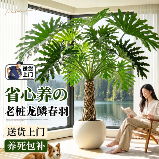 雅致 龙鳞春羽 高100cm-120cm大白几何树脂盆