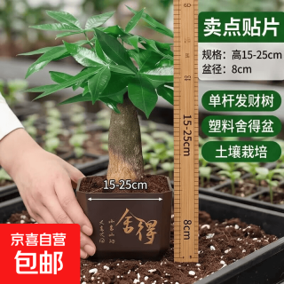 京喜 发财树盆栽 单杆发财树+塑料四方舍得盆 整体高度约15-25cm 花盆直径约8cm
