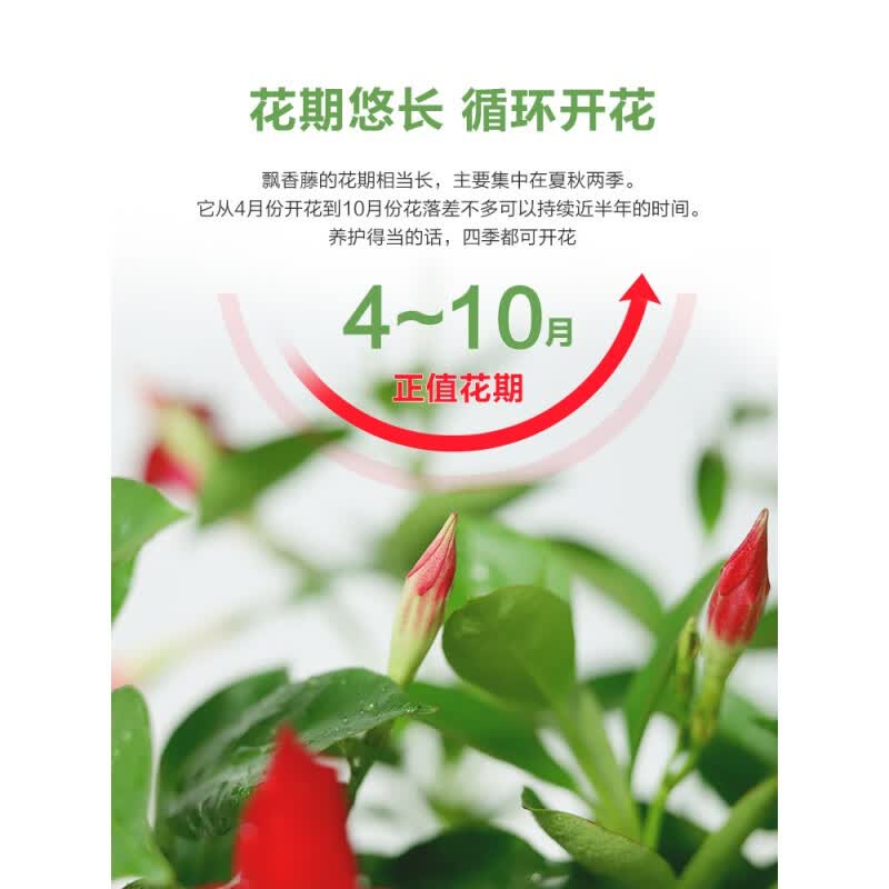 益绮椛 万里飘香藤花苗 特大号 带仿木桶盆 盆栽植物