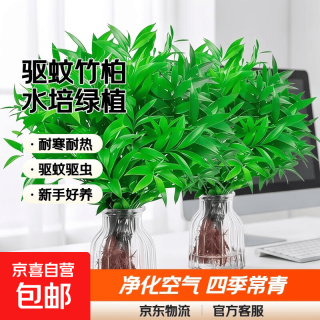 京喜 驱蚊竹柏水培 精品 高20-25cm  5颗不含瓶