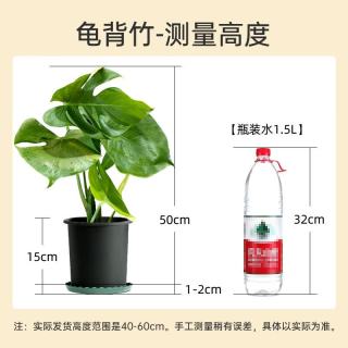 植男植女 龟背竹大型绿植盆栽净化空气寓意好四季常青办公家居装饰源头直发