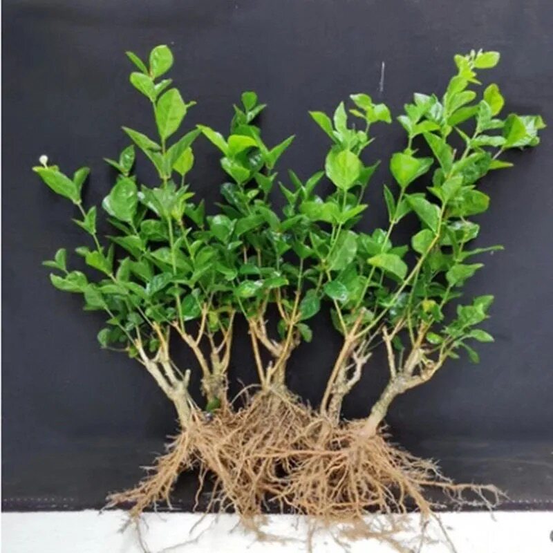 加庭 重瓣茉莉花苗 盆栽