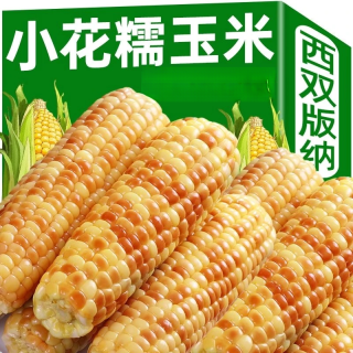 4斤云南西双版纳小花糯香糯小玉米轻食代餐早餐轻管理期低脂2斤