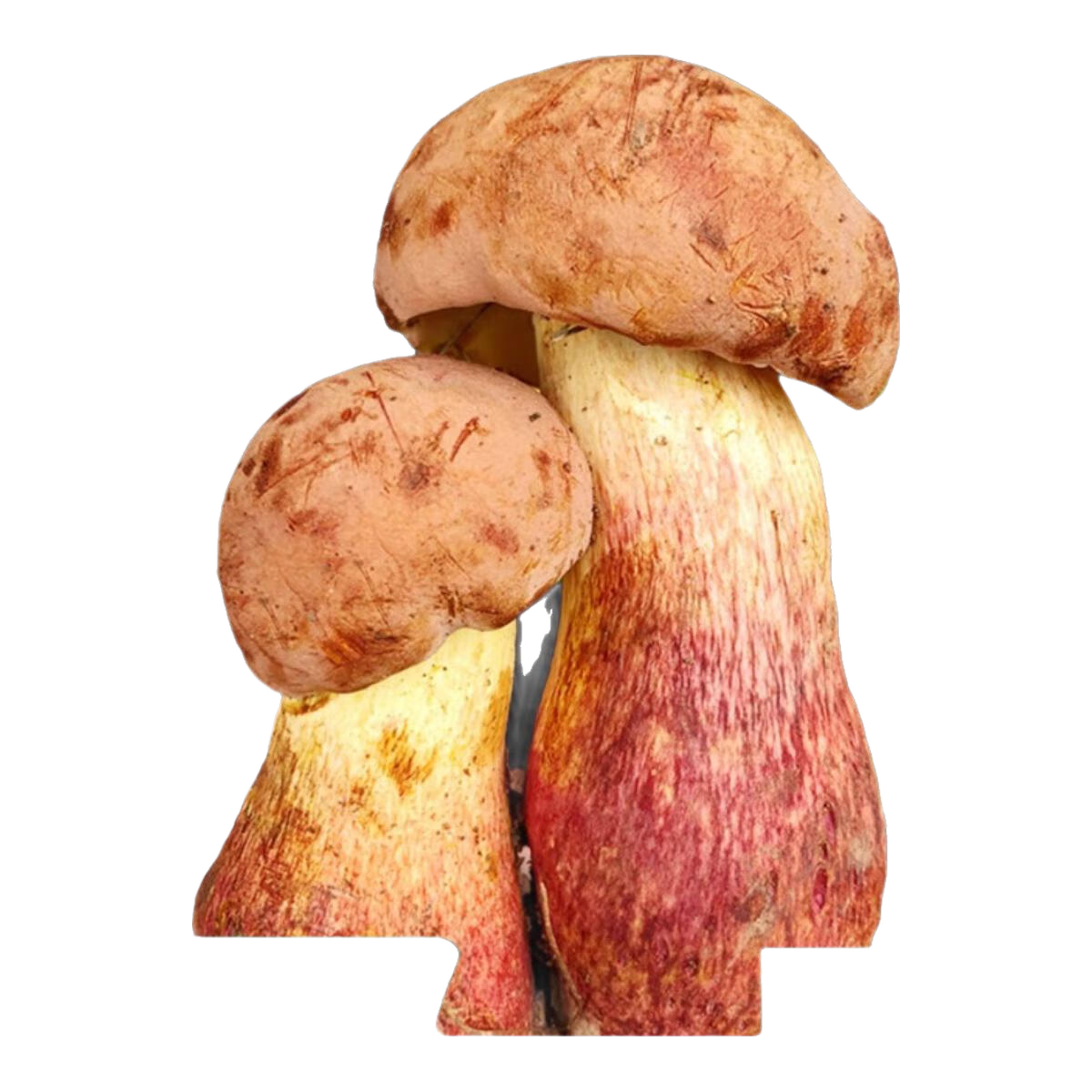 储褚 云南野生见手青牛肝菌