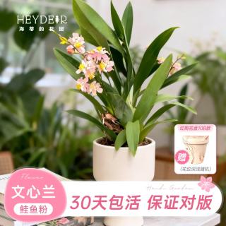 海蒂的花园 旗舰店文心兰盆栽绿植盆景梦香兰阳台花卉 文心兰】鲑鱼粉（含盆高20cm+）