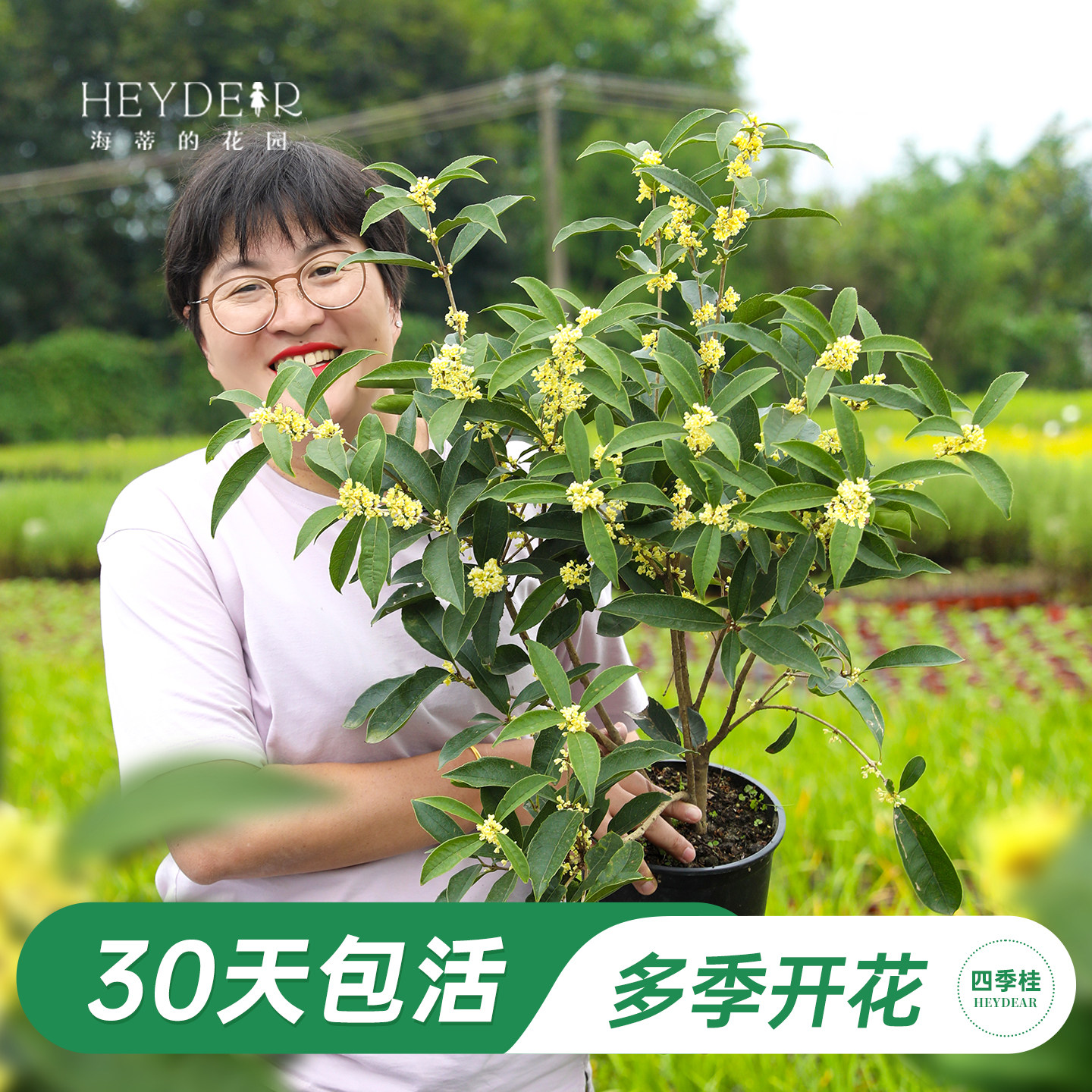 海蒂的花园 四季桂花树 盆栽 人间富桂套装