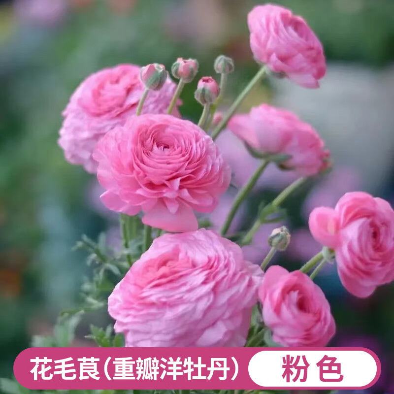 月娥 重瓣花毛茛 粉色 3球+2包 12CM 盆栽