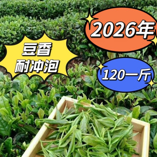 2026年新茶，日照绿茶，清香型，豆香味。