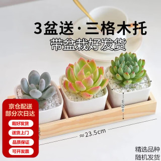 两腿跑三八节多肉植物带盆桌面盆栽组合绿植花卉幼儿园盆栽 简约3盆(带盆栽好)