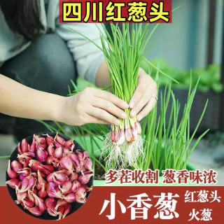 左格 红葱头四川小香葱头四季小香葱可吃可种阳台多次采收农家火葱头种