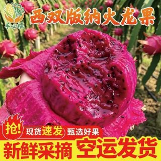 云南西双版纳红心火龙果现摘现发彩箱装单果200g-400g