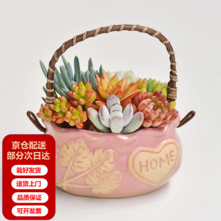 两腿跑 教师节礼物陶瓷手提花篮多肉植物组合盆栽办公室内桌面花卉盆栽 粉色陶瓷手提篮多肉 栽好发货