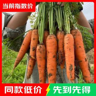 河南新鲜胡萝卜当季农家自种萝卜脆爽多汁水果蔬菜胡萝卜素 新鲜胡萝卜 5斤 带箱 100g起/支