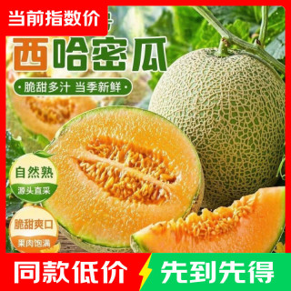 正宗海南新疆哈密瓜晓蜜瓜西州蜜瓜 新鲜脆甜爽口多汁 带箱5-6斤家庭装