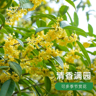 海蒂的花园 四季桂花树 盆栽 人间富桂套装