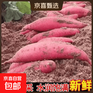 正宗超甜沙地蜜薯新鲜红薯红心糖心番薯黄心板栗红薯地瓜批发 带箱9斤装 中大果