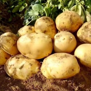 新鲜小土豆东北土豆黄心土豆单果2两起正宗黄皮沙面马铃薯现挖 土豆净重9斤 源产地直发