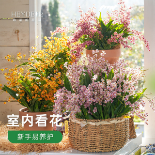 海蒂的花园 梦香文心兰 粉色 8cm盆 盆栽