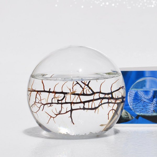 新鲜物：Ecosphere 生态球