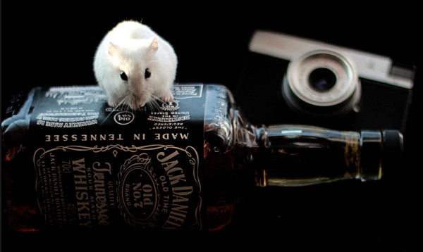 Jack Daniels 杰克丹尼 Tennessee 田纳西州 威士忌 700ml