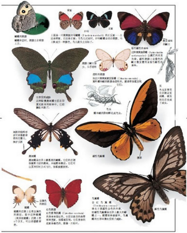 《DK生物大百科》(精装版全彩)