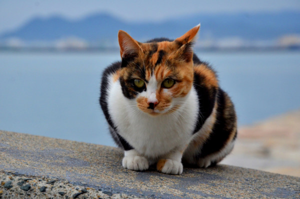Nikon 尼康 D7000 单反套机(AF-S 18-105mm VR镜头)