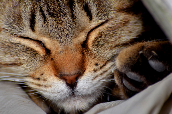 Nikon 尼康 D7000 单反套机(AF-S 18-105mm VR镜头)