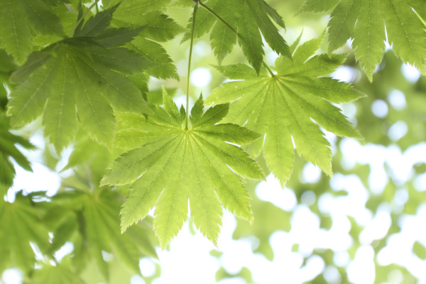 SIGMA 适马 AF 18-50mm F2.8-4.5 DC OS HSM APS-C画幅专用镜头(佳能卡口)