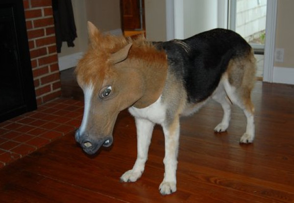 accoutrements horse head mask 马头面具