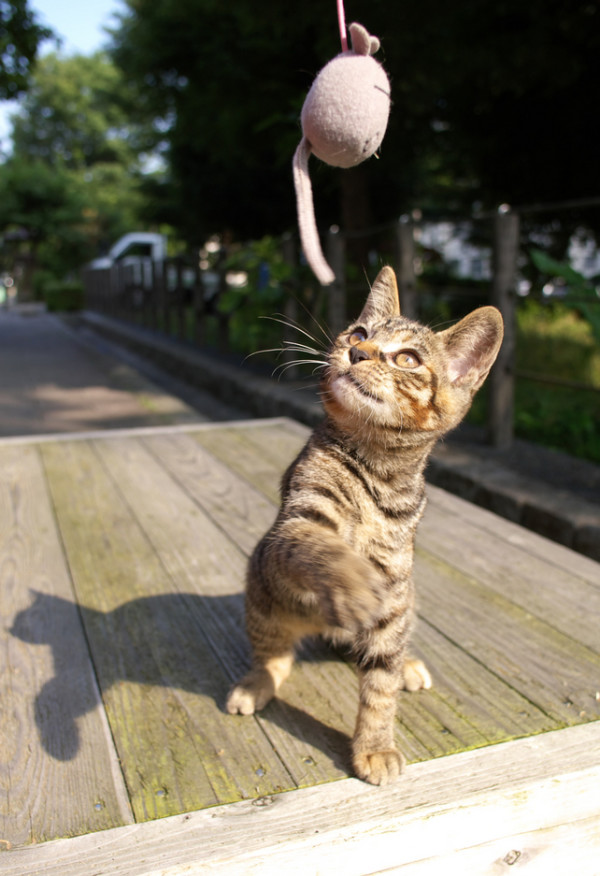 Pentax 宾得 SMC DA 21mm F3.2 AL LIMITED 镜头(黑色)