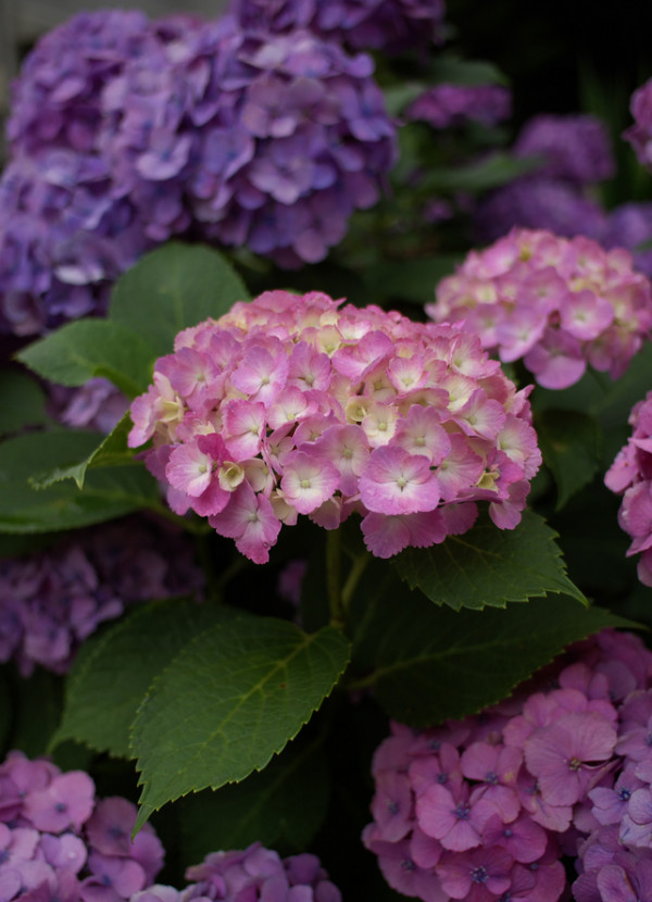 Pentax 宾得 SMC DA 21mm F3.2 AL LIMITED 镜头(黑色)