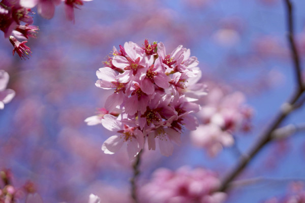 ZEISS 蔡司 TOUIT 12mm f/2.8 + 32mm f/1.8 微单双镜头套装 富士X卡口/索尼E卡口 可选