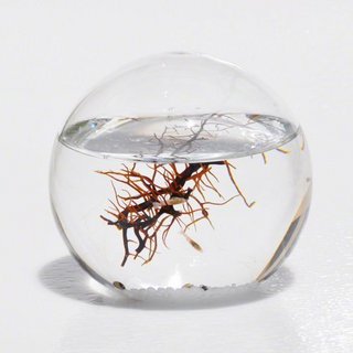 Ecosphere 闭合水世界生态球